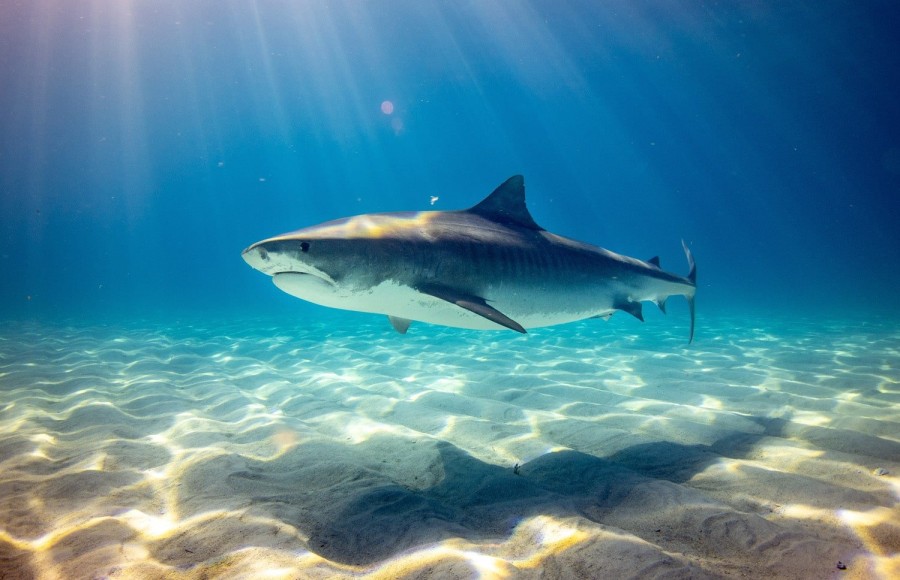 Tips for an Unforgettable Shark Encounters Tour